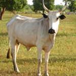 Community Rural Development