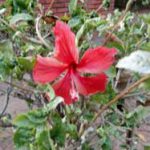 Counselling And Psychotherapy