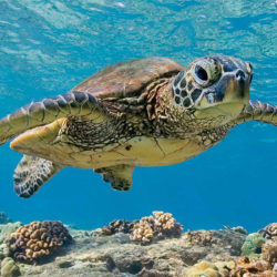 World Turtle Day – A Day Worth Shellabrating!
