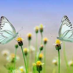Butterfly – Mercy Global Presence
