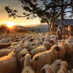 The Good Shepherd – April 21st