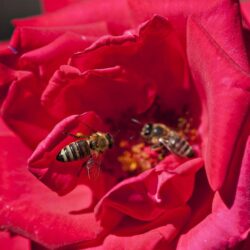 World Bee Day – May 20th