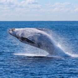 World Whale Day – February 16th