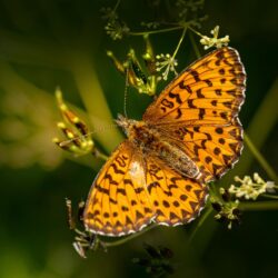 Webinar:  Pilgrims Of Hope In Our Fracturing World