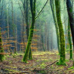 For Our Relationship With All Of Creation